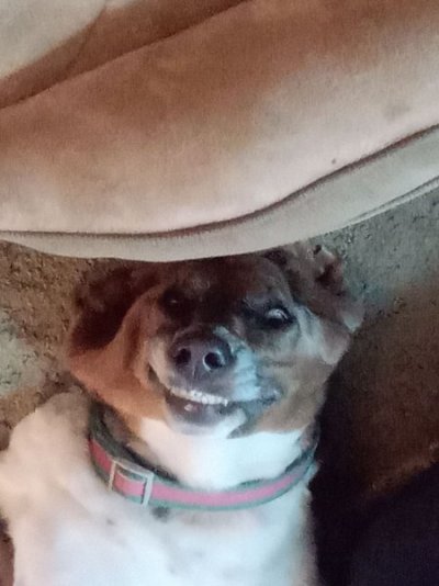 Goofball Hazel.jpg
