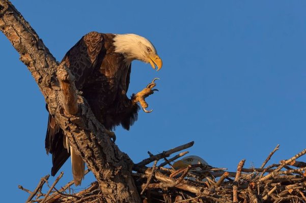 ba6fd2329cfe0220bfee6abb2b727a3a--eagle-claw-bald-eagle-3214472523.jpg