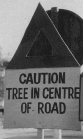 tree1063116928.jpg