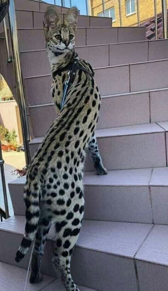 1751140999272.png