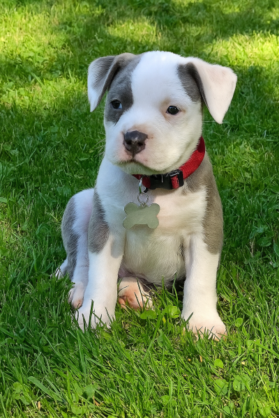 Pebbles puppy.png