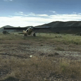 FlimsyWarlikeAmericangoldfinch-size_restricted (1).gif