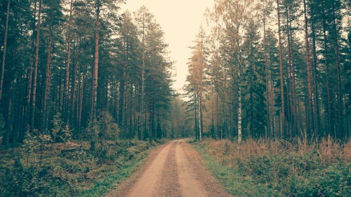 black forest.jpeg