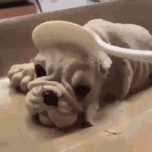 tenor (6).gif