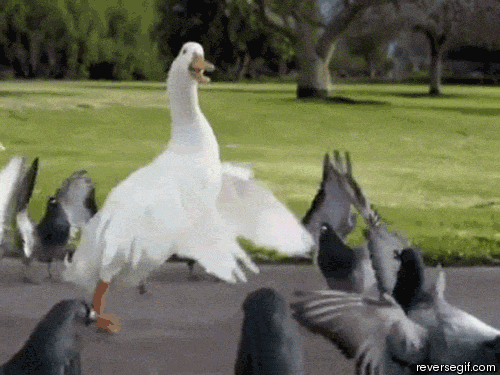 giphy (10).gif