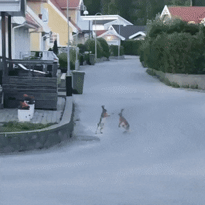 MarriedGoodAmericankestrel-size_restricted.gif
