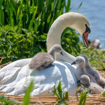 baby-animals-swans-65f8b2eadf30e.jpg