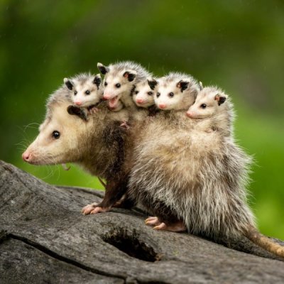 baby-animals-possums-65f8b314db21b.jpg
