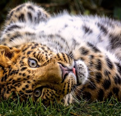 01_pod-best-animals_square.jpg
