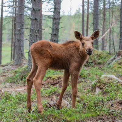 baby-animals-moose-65f8afd2e415f.jpg