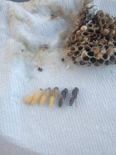 wasps.jpg