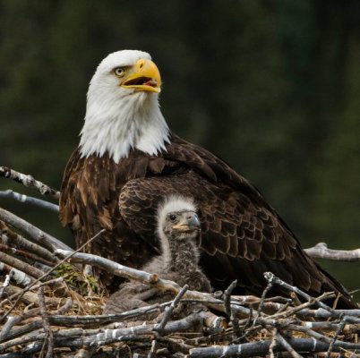 baby-animals-eagle-65f8b0c6447b0.jpg
