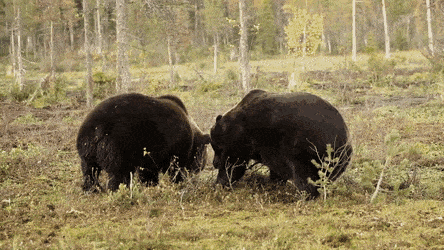 SoupyLastEland-size_restricted.gif