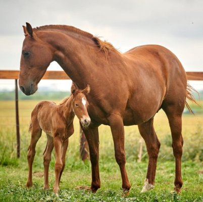 baby-animals-horse-65f8af7e6c96c.jpg