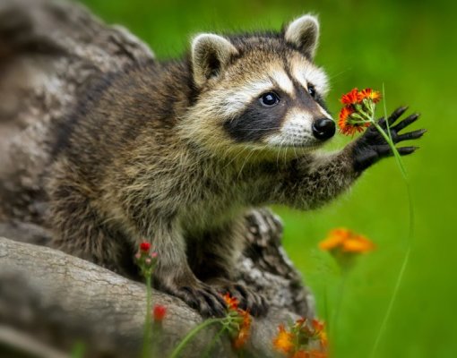 Raccoons-scaled.jpg