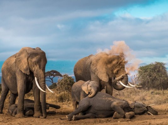 elephants-ngpc-prod-yourshot-1658809-12895401_4x3.jpg