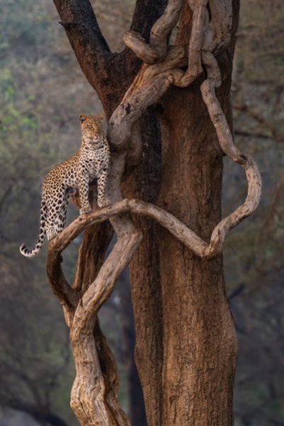 printsforwildlife-11-1366x2048.jpg