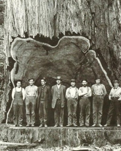 lumberjacks-3.jpg