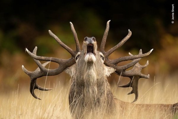 wildlife-photographer-year-01-ht-jef-250827_1756300994232_hpEmbed_3x2_992.jpg