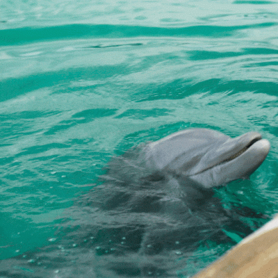 Dolphin-Island-Happy.gif