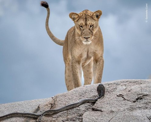 wildlife-photographer-year-08-ht-jef-250827_1756300993968_hpEmbed_16x13_992.jpg