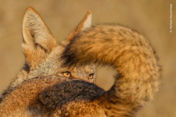 wildlife-photographer-year-03-ht-jef-250827_1756300994051_hpEmbed_3x2_992.jpg