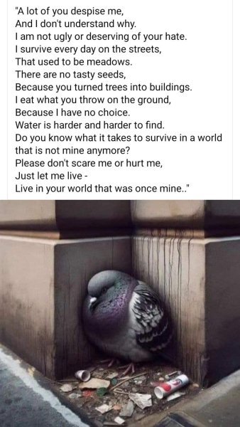 1758218646979.jpeg