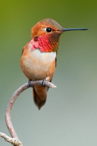 male-rufous-hummingbird-1522348274.jpg