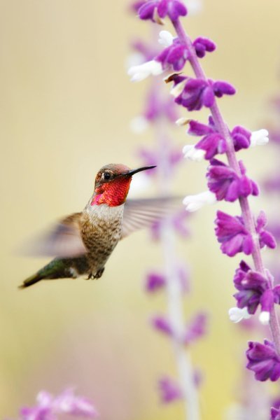 hummingbird-in-flight-1522348275.jpg
