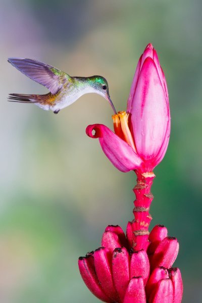 hummingbird-andean-emerald-royalty-free-image-1658935920.jpg