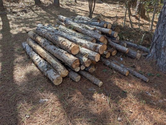 tree_logs.jpg