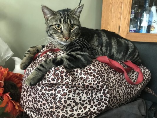 CF19A3BB-B06E-4D40-8422-65C8A4113887.jpeg CF19A3BB-B06E-4D40-8422-65C8A4113887.jpeg