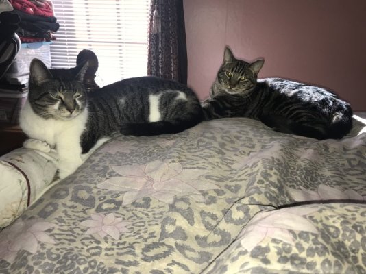 F799E4B4-1B58-4587-AFD6-9576B50E0610.jpeg F799E4B4-1B58-4587-AFD6-9576B50E0610.jpeg