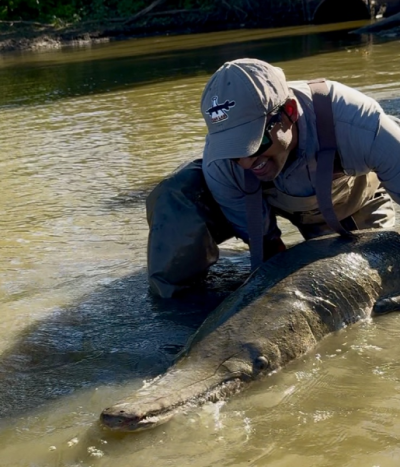 biggest alligator gar.png