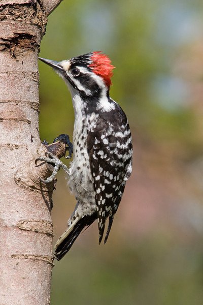 03-046-nuttalls-woodpecker-L.jpg