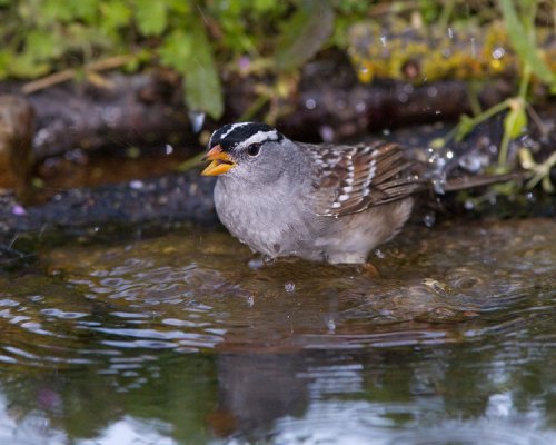 03-066-white-crowned-sparrow-L.jpg