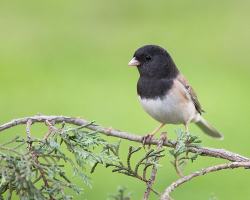 03-062-dark-eyed-junco-L.jpg