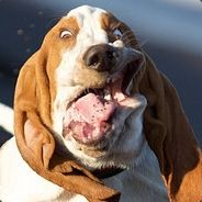 dog.jpg