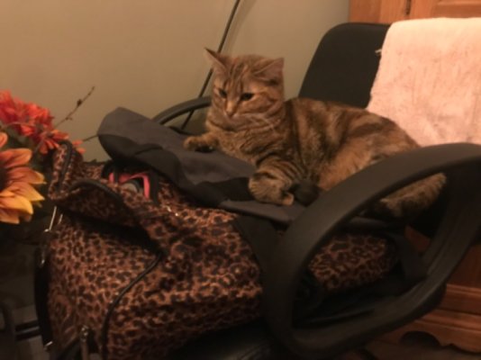 8569ABCB-26C5-40A7-903B-93BCA438B197.jpeg 8569ABCB-26C5-40A7-903B-93BCA438B197.jpeg