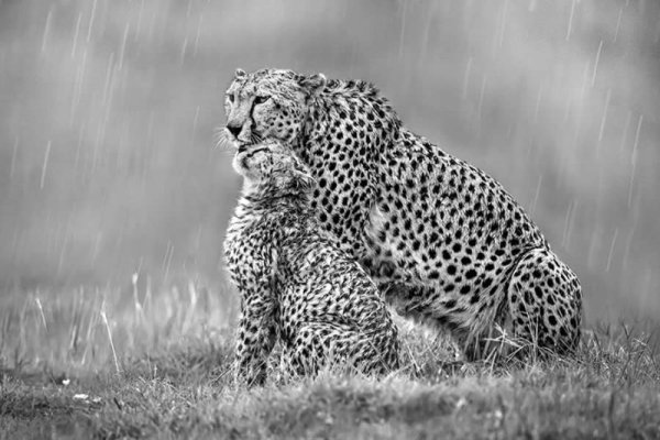 monochrome-photography-awards-wildlife-winners-12.jpg