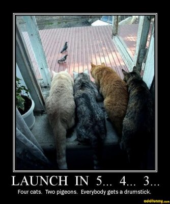 funnyzone_hungry_cats807.jpg