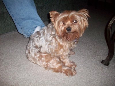 my mutt.JPG