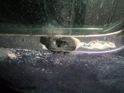 roadrunner 005.jpg
