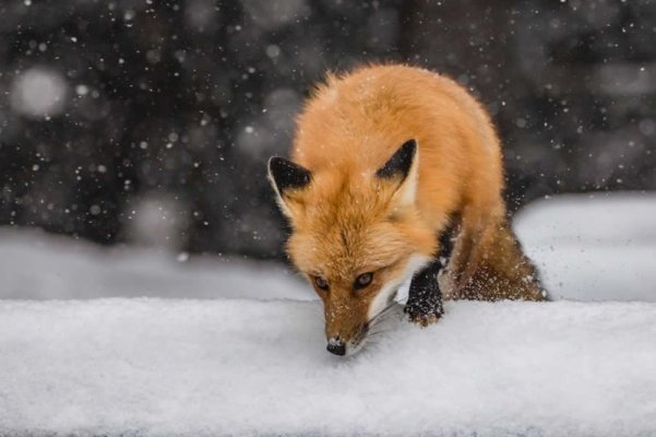 canadian-wildlife-photos-conservation-19.jpg