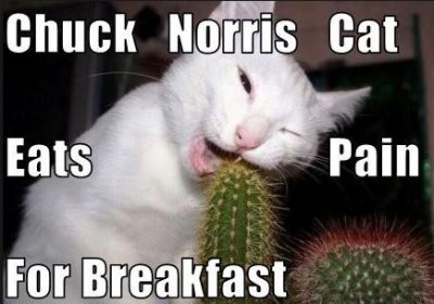 CN Cat.JPG