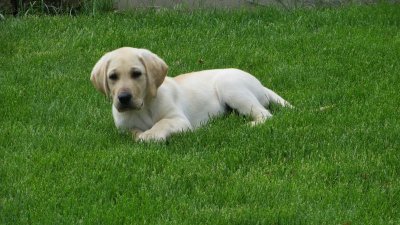 Sonny in grass.jpg