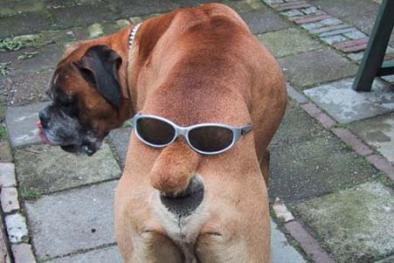 dog-sunglasses-butt.jpg