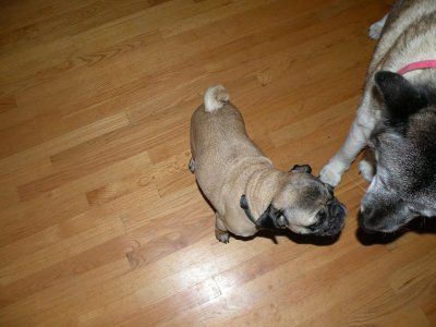 STROUD PARACHUTE.DOGS 009.jpg