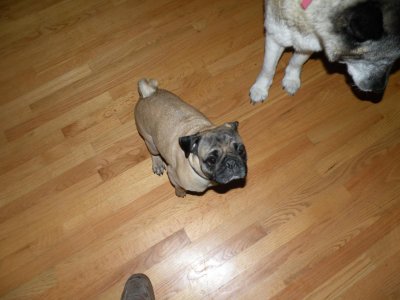 STROUD PARACHUTE.DOGS 010.jpg