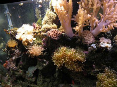 REEF TANK.MOROSO ACCUMULATOR 012.JPG